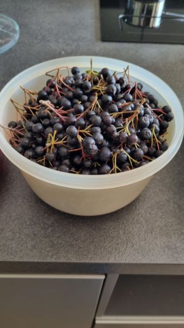 Aronia.jpg