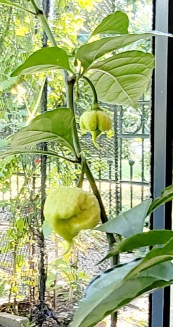 Carolina Reaper peper.jpg