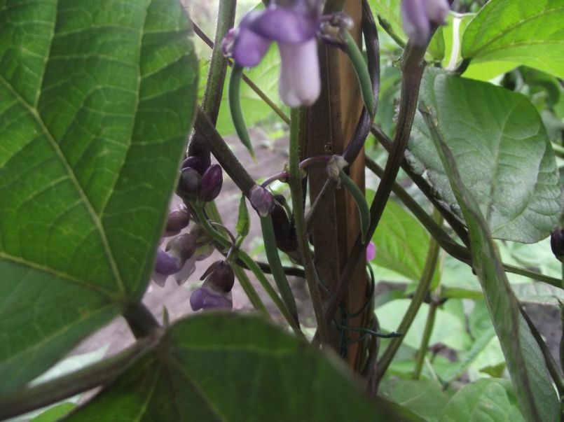 DSCF7601.JPG