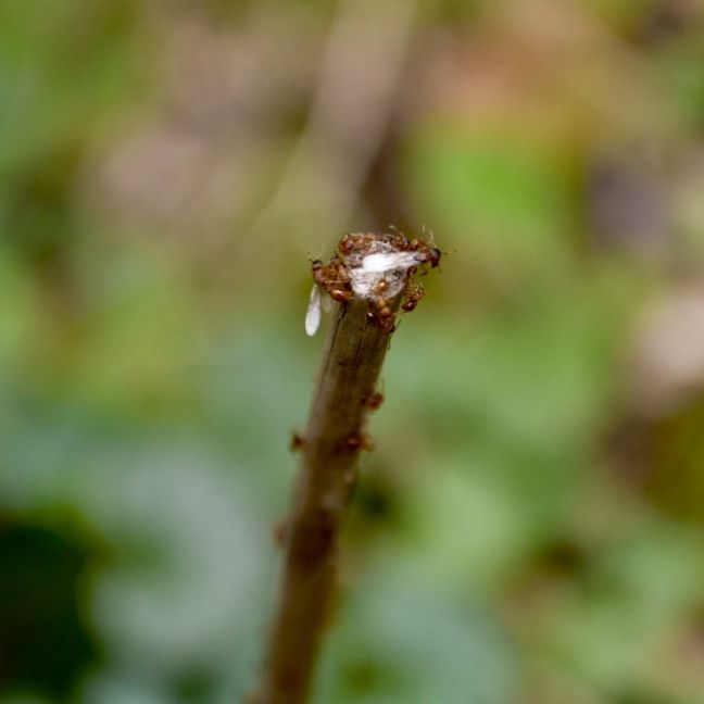 DSC_0300.jpeg