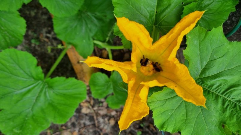 Eerste vrouwelijke bloem open.jpg
