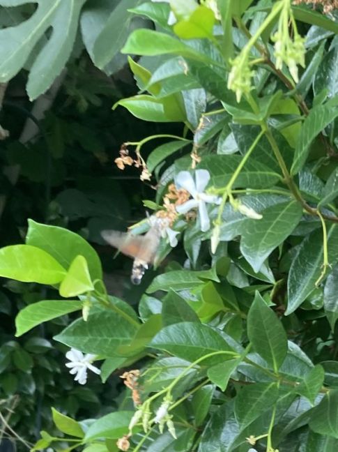 IMG_1090.jpeg