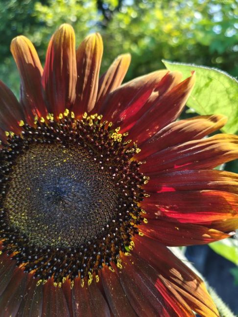 IMG_20260808_084557644_HDR.jpg