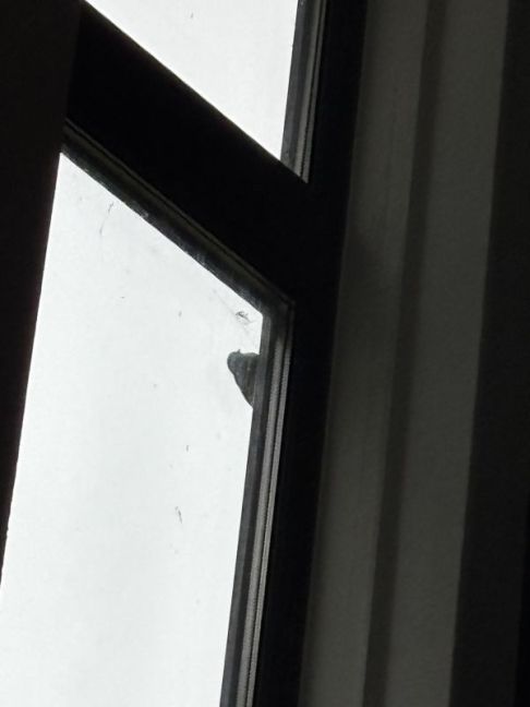 IMG_2424.jpeg