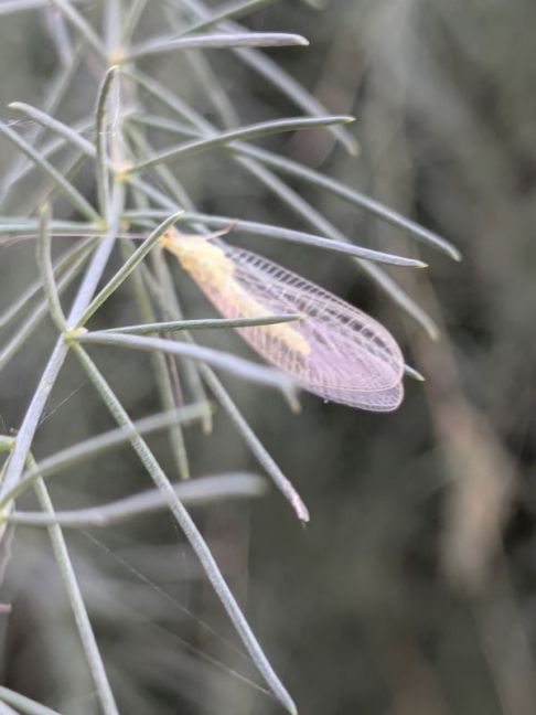 PXL_20260811_152939455.MACRO_FOCUS.jpg