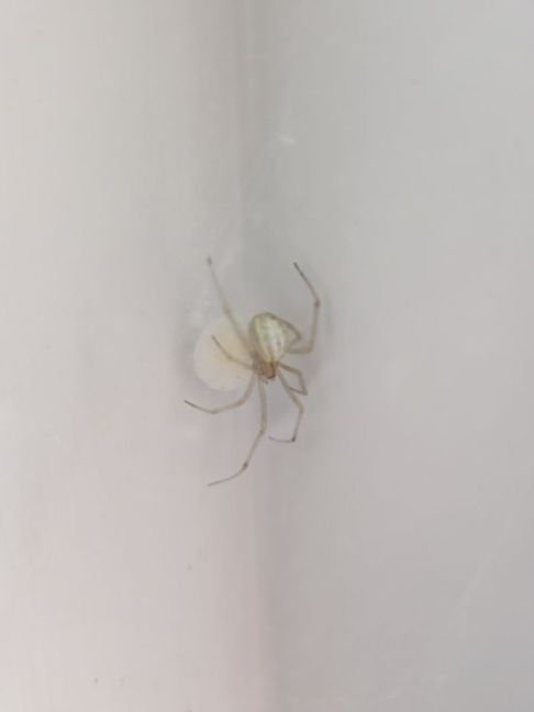 PXL_20260818_101439852.MACRO_FOCUS.jpg