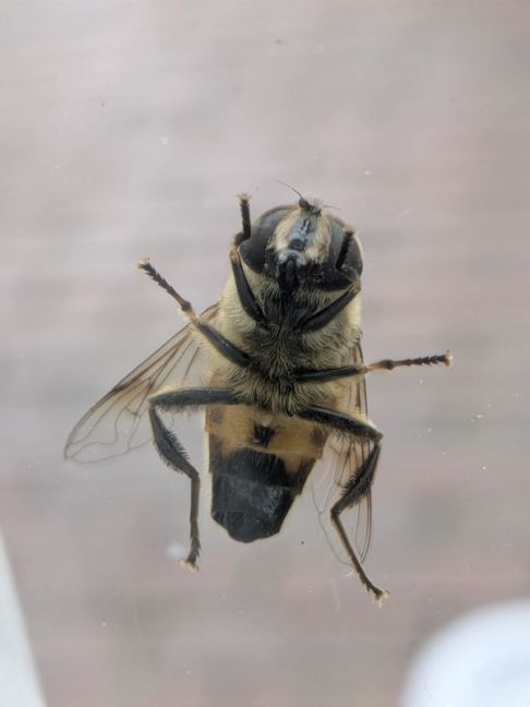 PXL_20260819_064152696.MACRO_FOCUS.jpg