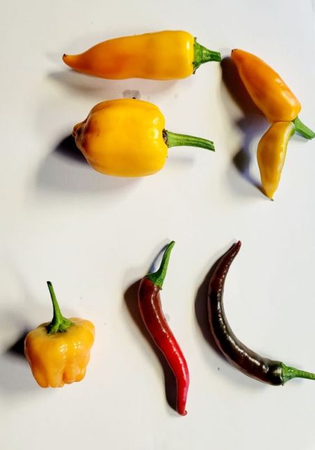 Peper Oogst 27-08-2026.jpg
