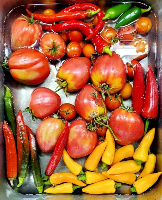 Peper tomaat Oogst 27-08-2026.jpg