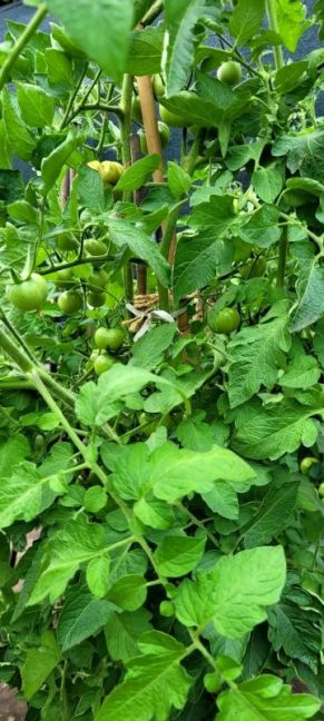 TOMATEN 1.jpg