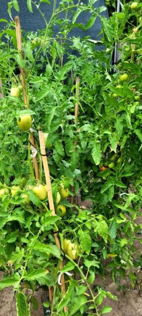 TOMATEN 2.jpg