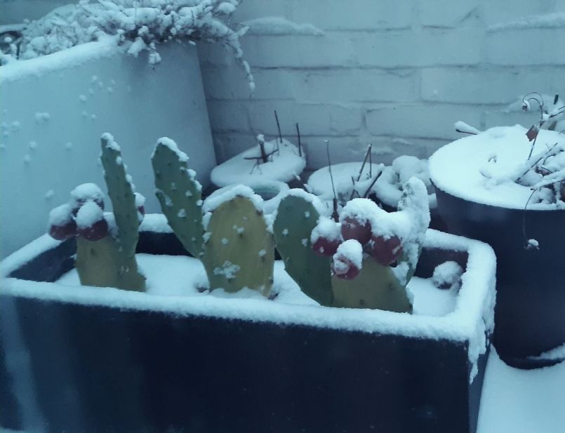 cactus in de sneeuw.jpg
