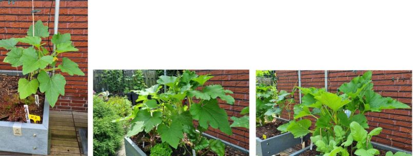 courgettes voor forum.jpg