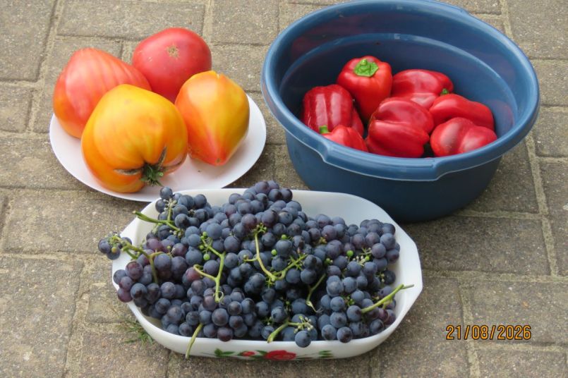 oogst210826.JPG