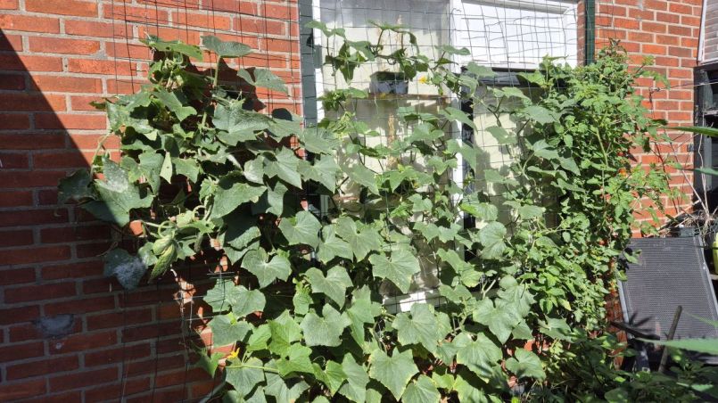 20260905_komkommerplanten.jpg