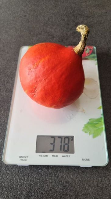 30 aug geoogst.jpg