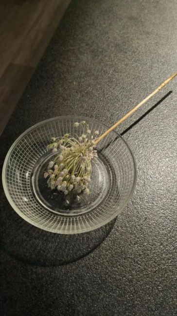 Bloem olifantenknoflook.jpg