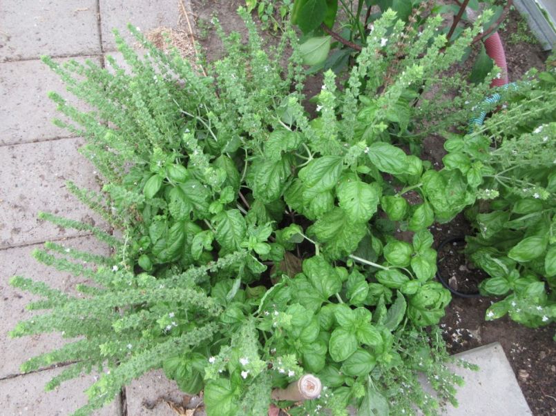 IMG_1306.JPG