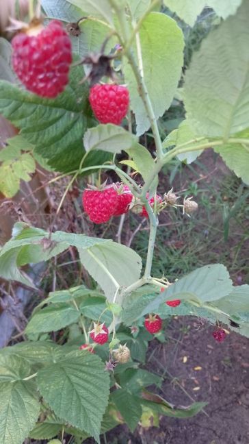IMG_20260913_184557.jpg