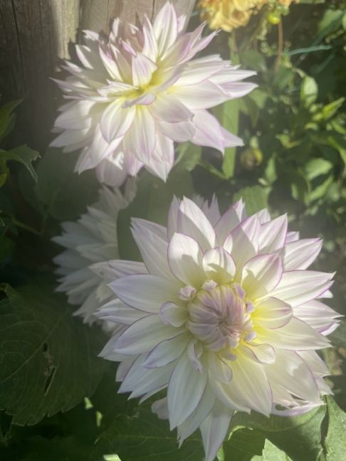 IMG_6052.jpeg