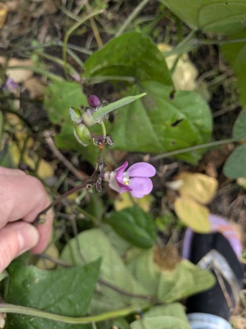 PXL_20260912_115127471.MACRO_FOCUS.jpg