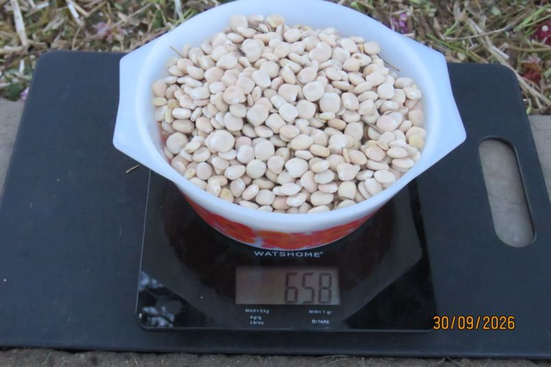 lupine26_6.JPG