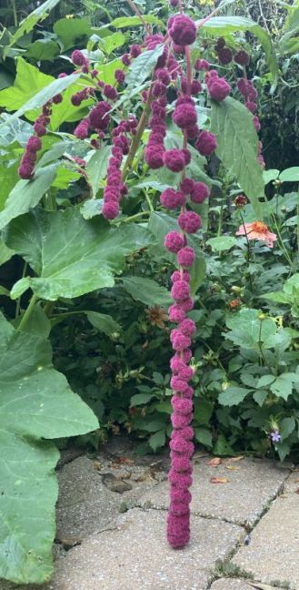 IMG_1640.jpeg
