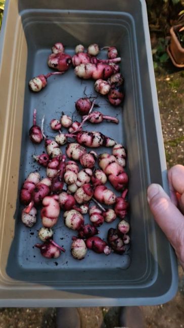 Oca uit 2 bakken.jpg