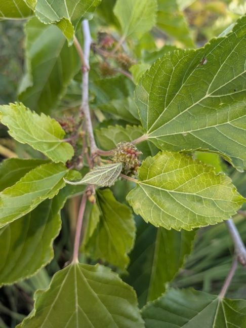 PXL_20261002_150654922.MACRO_FOCUS.jpg