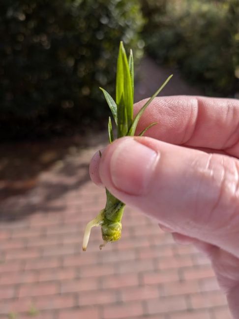 PXL_20261011_132636865.MACRO_FOCUS.jpg