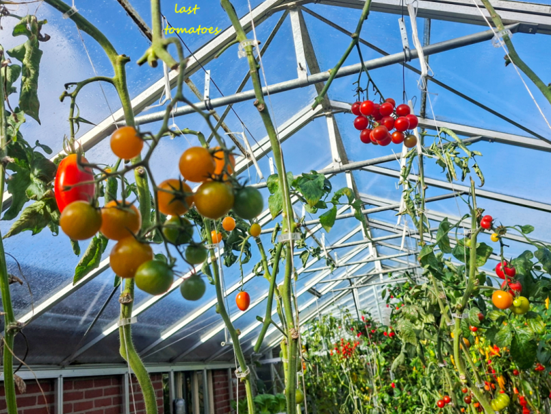 Tomaten 2026-10-17 02.png