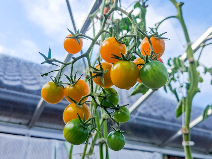 Tomaten 2026-10-17 04.png
