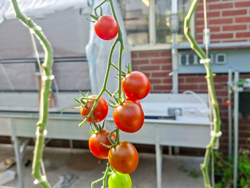 Tomaten 2026-10-17 05.png