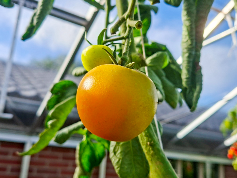 Tomaten 2026-10-17 06.png