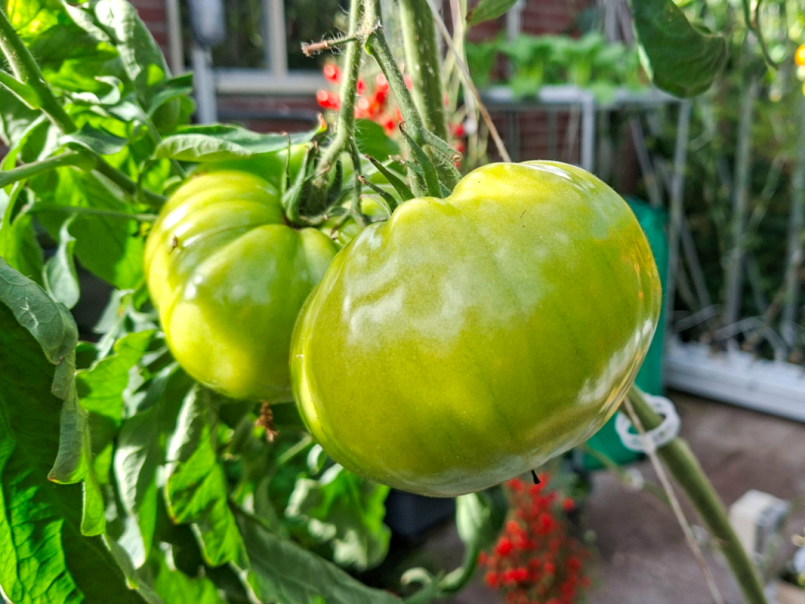 Tomaten 2026-10-17 07.png