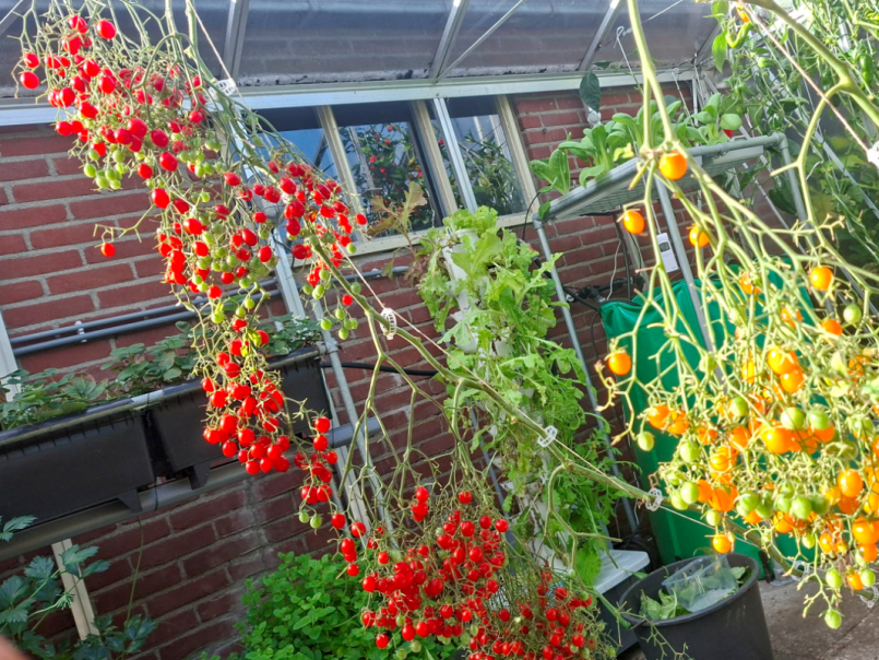 Tomaten 2026-10-17 08.png