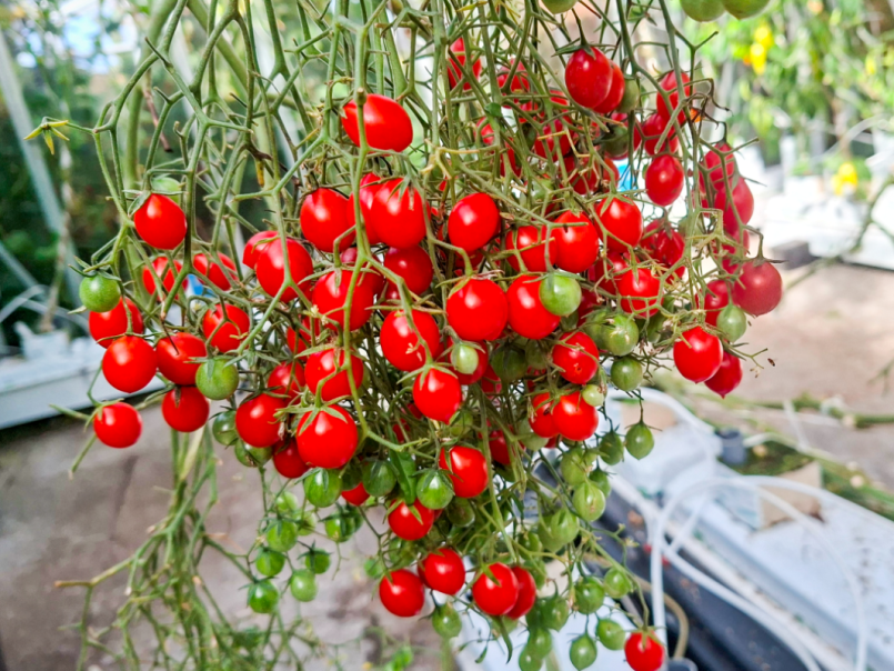 Tomaten 2026-10-17 09.png