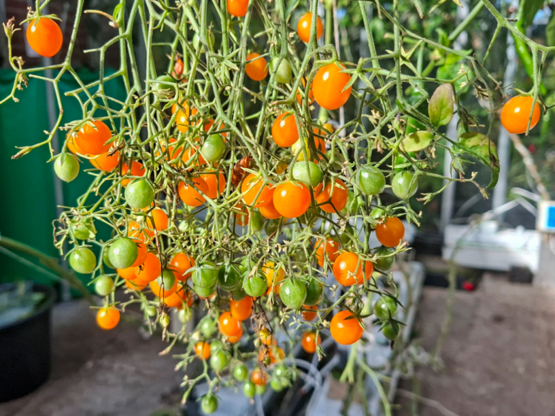 Tomaten 2026-10-17 10.png