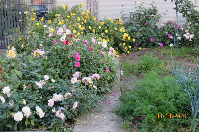 dahlia26_1.JPG
