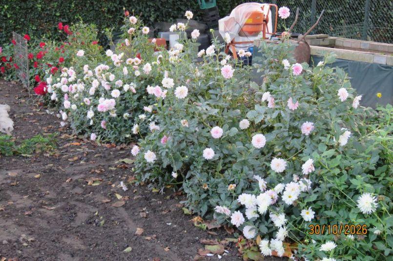 dahlia26_2.JPG